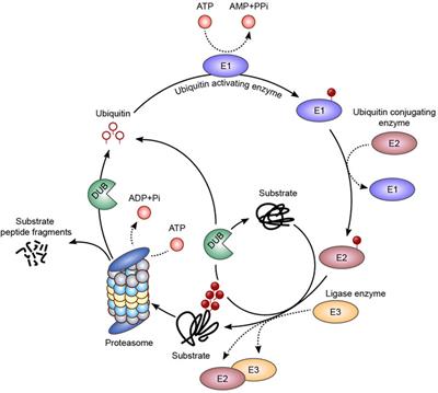 Emerging Role of Ubiquitin-Specific Protease 19 in Oncogenesis and Cancer Development